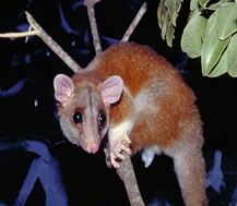 Exotic Animals - World Exotics, Inc.